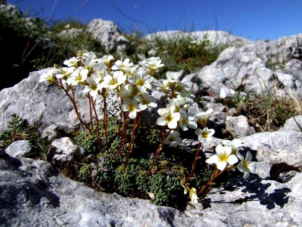 Saxifraga caesia / Sassifraga verdazzurra